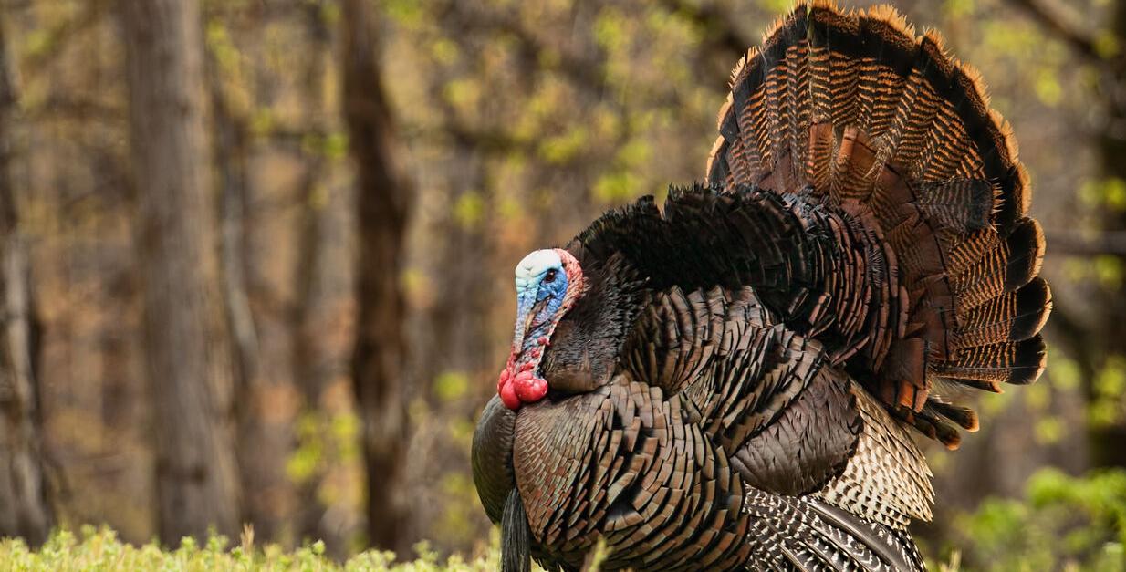 Wild Turkey Generic